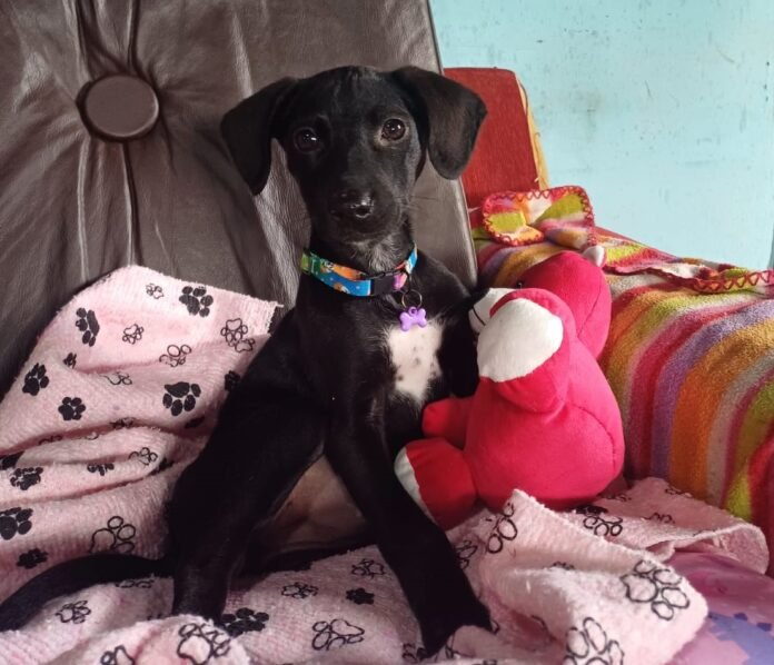 Maya, a cachorrinha com deficiência adotada em Lages