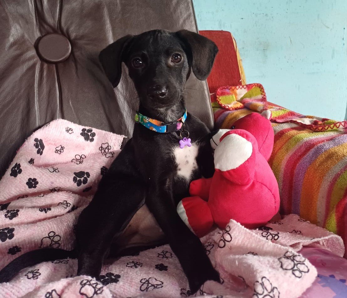 Amor sem barreiras: Maya, a cachorrinha adotada com deficiência em Lages