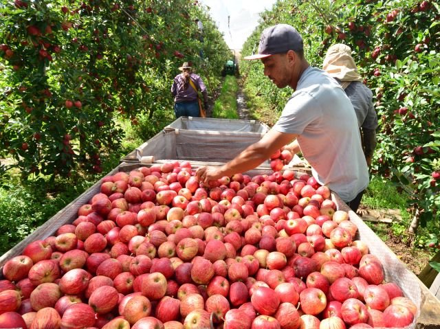 Santa Catarina deve colher 615 mil toneladas de maçã na safra 2025/26, aponta Epagri/Cepa