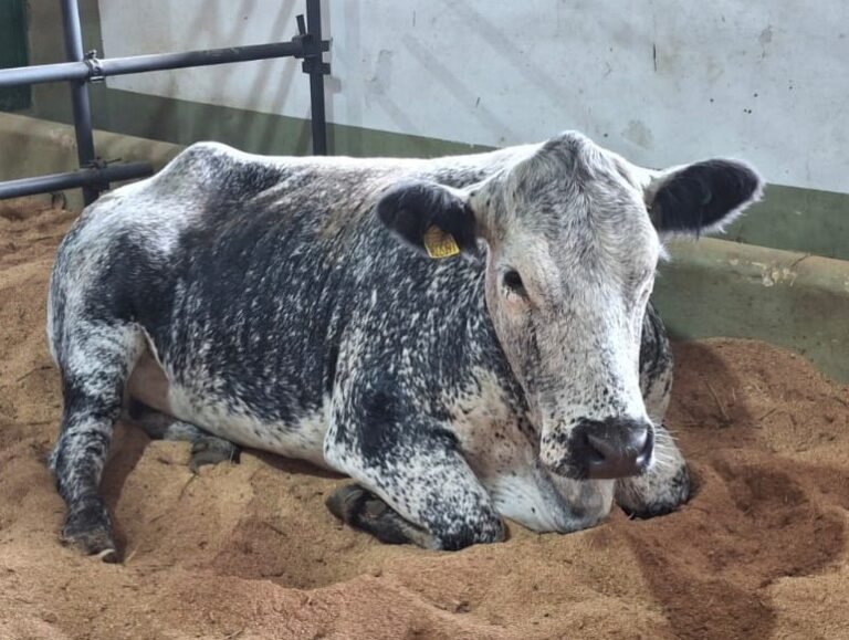 Expolages 2025 registra pista limpa e movimenta R$ 2,6 milhões em negócios