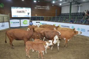 Última feira de gado de 2025 abre inscrições em Lages