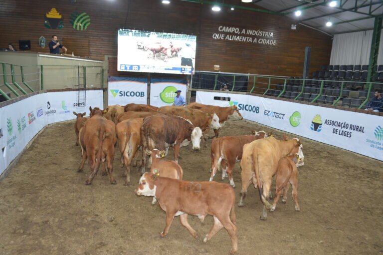 Última feira de gado de 2025 abre inscrições em Lages