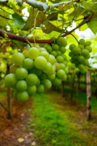 Sape executa R$ 503,5 milhões em 2025, amplia programas e apoia a Serra com antigranizo e Recupera Maçã SC; SC bate recordes no agro.