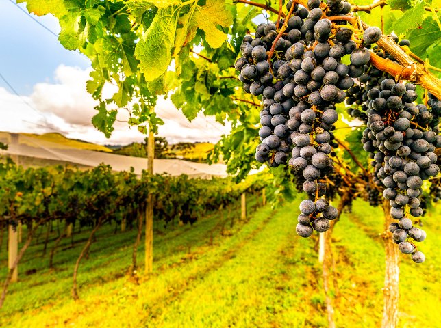 São Joaquim entra na contagem regressiva para a Vindima de Altitude