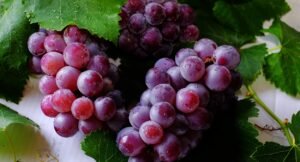 São Joaquim entra na contagem regressiva para a Vindima de Altitude