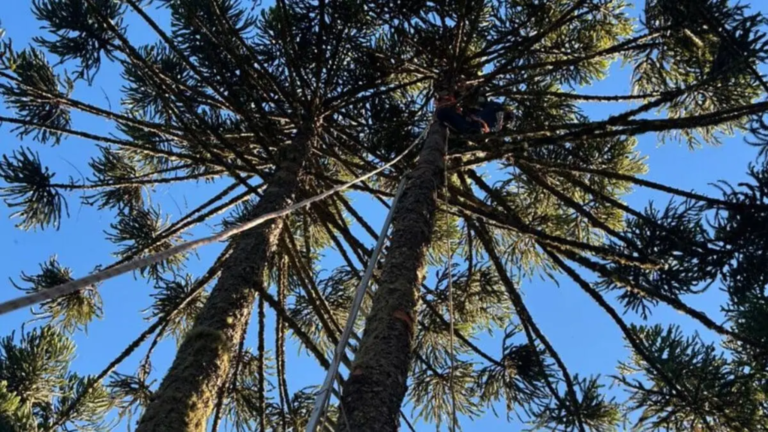 Adolescente sofre choque elétrico ao colher pinhão e é resgatado em Painel