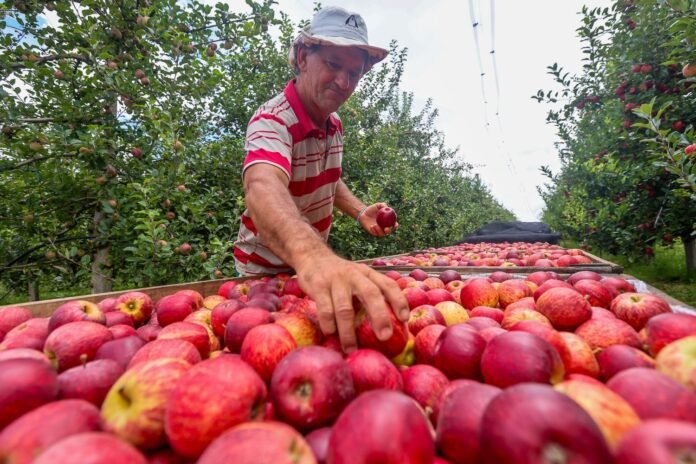 exportações maçã catarinense
