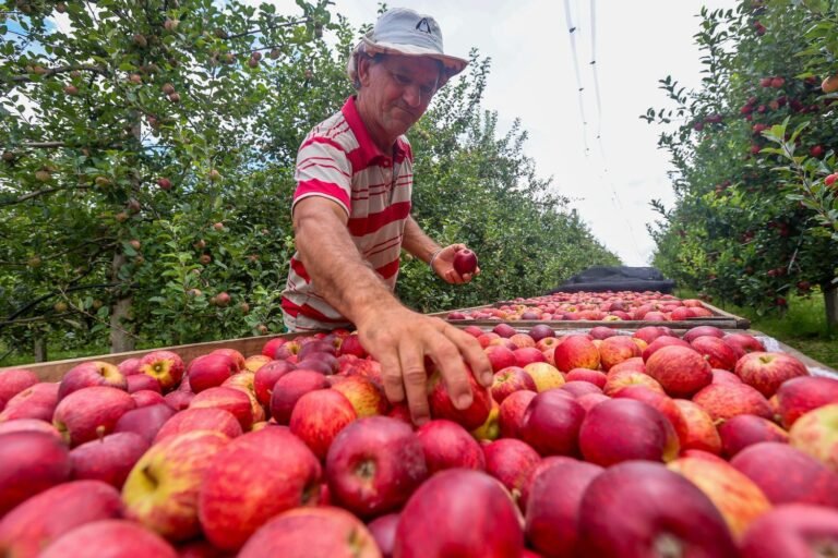 exportações maçã catarinense