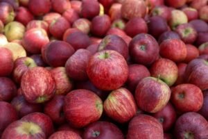 exportações maçã catarinense