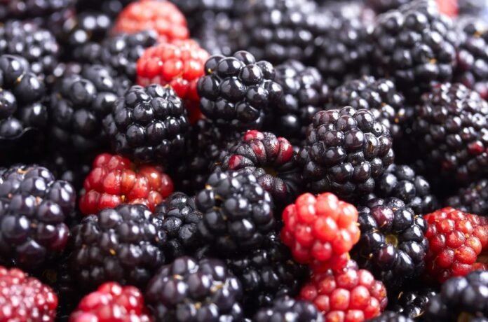Seminário Regional de Pequenos Frutos