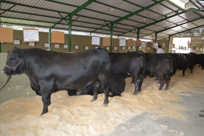 Expolages 2026 em Lages