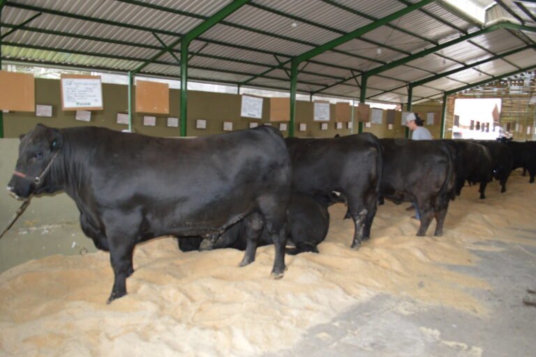 Expolages 2026 em Lages