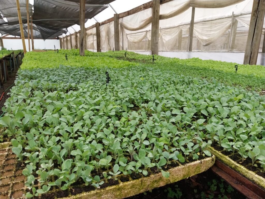 mudas de hortaliças em Lages