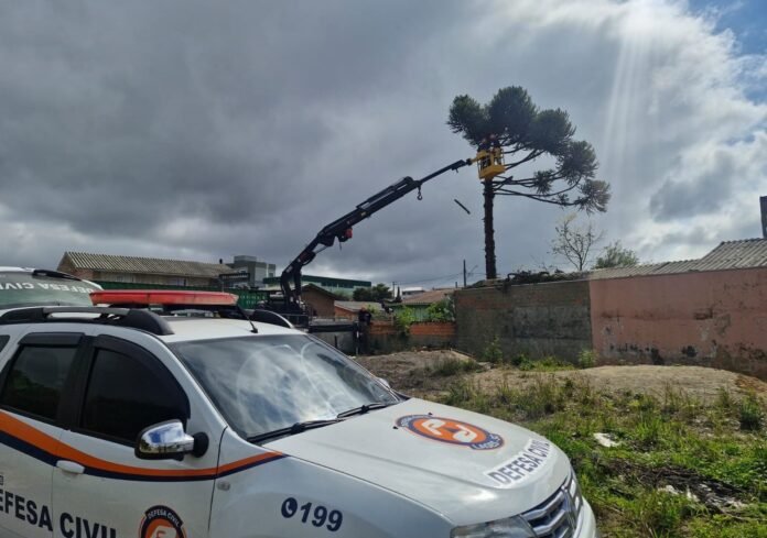 araucária com risco em Lages