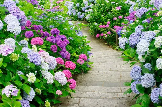 plantas e flores para jardins na região da Serra Catarinense