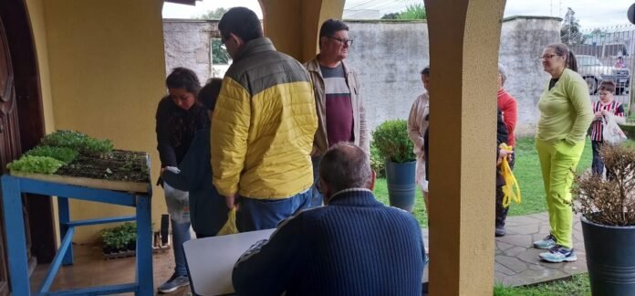 mudas de cebola gratuitas