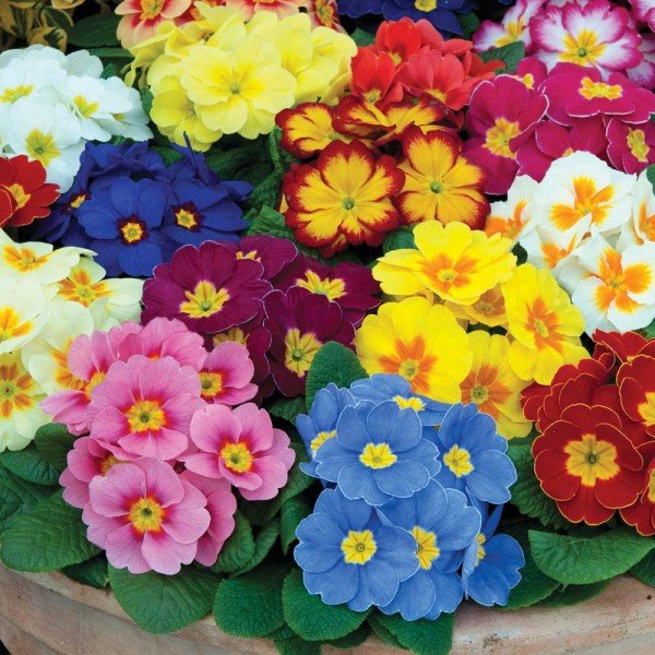 plantas e flores para jardins na região da Serra Catarinense