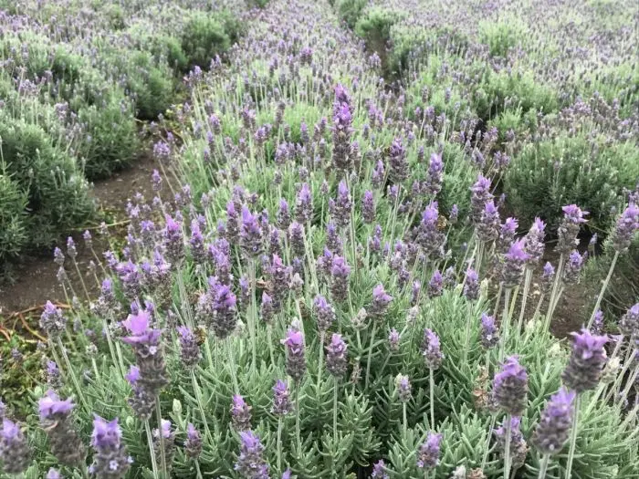 plantas e flores para jardins na região da Serra Catarinense
